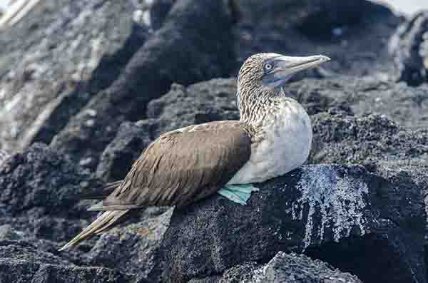Piquero de Patas Azules - isla Seymour Norte - islas Galápagos - Ecuador 8.jpg